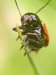Cryptocephalus bipunctatus