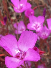 Clarkia lewisii