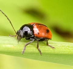 Cryptocephalus bipunctatus