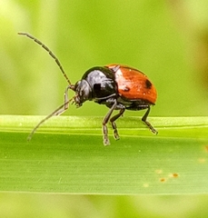 Cryptocephalus bipunctatus