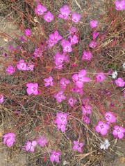 Clarkia lewisii