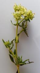 Agathisanthemum bojeri