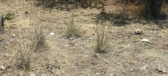 Muhlenbergia pubescens