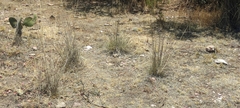 Muhlenbergia pubescens