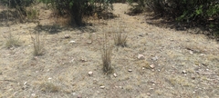 Muhlenbergia pubescens