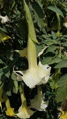 Brugmansia
