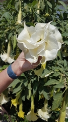 Brugmansia