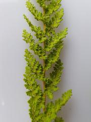 Anemia vestita