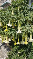 Brugmansia