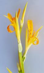 Canna indica flava