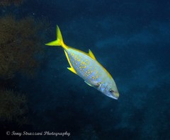 Flavocaranx bajad