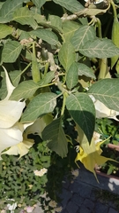 Brugmansia