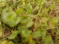 Hydrocotyle bonplandii