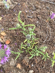 Monardella sinuata nigrescens