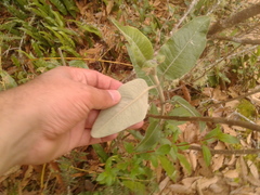 Ageratina asclepiadea