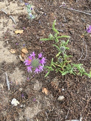 Monardella sinuata nigrescens