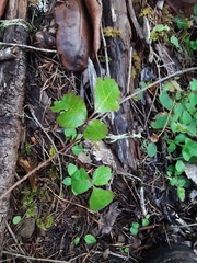 Toxicodendron diversilobum