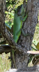Calotes nigrilabris