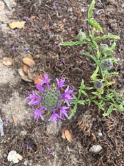 Monardella sinuata nigrescens