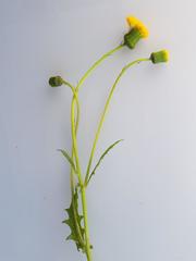 Crassocephalum picridifolium