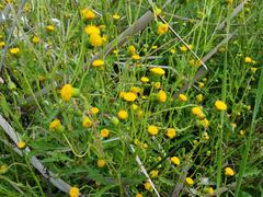 Crassocephalum picridifolium