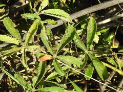 Cyphostemma simulans