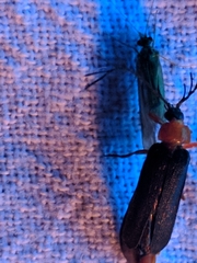 Pterotus obscuripennis