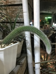 Nyctocereus