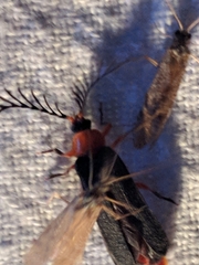 Pterotus obscuripennis