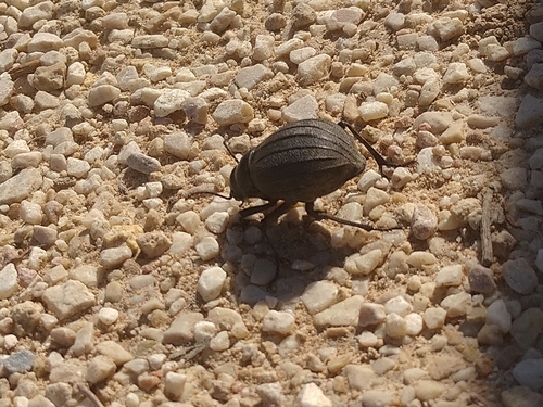 Pimelia baetica