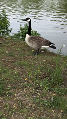 Branta canadensis