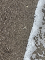 Astropecten jonstoni