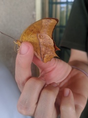 Charaxes varanes