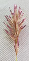 Eragrostis patens