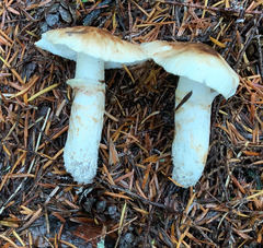 Tricholoma dulciolens