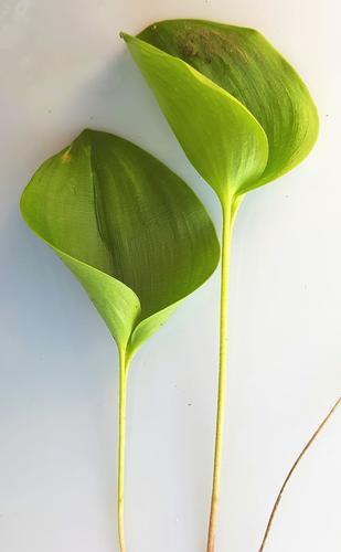 Eriospermum cooperi Baker