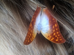Charaxes varanes