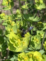 Tenthredo bifasciata