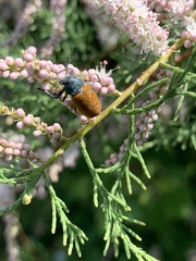 Labidostomis taxicornis