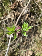 Media resource of Sambucus canadensis