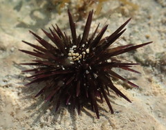 Echinometra lucunter