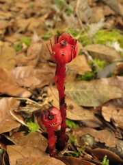 Monotropa coccinea