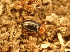 Leiestes seminigra