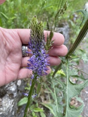 Phyteuma betonicifolium