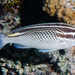 Arabian Monocle Bream - Photo (c) François Libert, some rights reserved (CC BY-NC-SA)