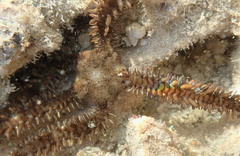 Ophiocoma echinata