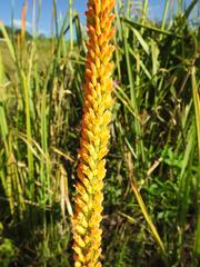 Kniphofia multiflora