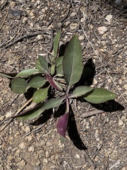 Penstemon barbatus