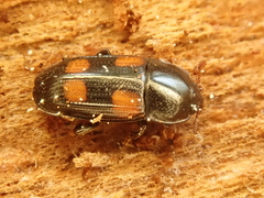 Ipidia binotata