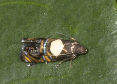 Glyphipterigidae
